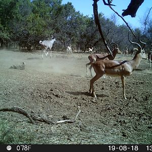 South Africa Trail Cam Pictures Impala & Kudu