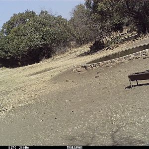 South Africa Trail Cam Pictures Kudu