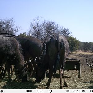 South Africa Trail Cam Pictures Blue Wildebeest