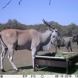 Eland Trail Cam Pictures South Africa