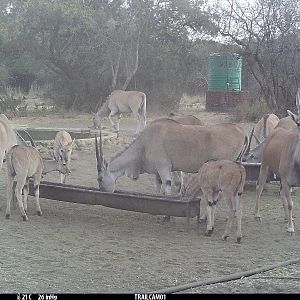 South Africa Trail Cam Pictures Eland