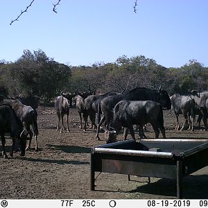 Trail Cam Pictures of Blue Wildebeest in South Africa