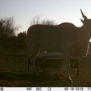 Trail Cam Pictures of Eland in South Africa