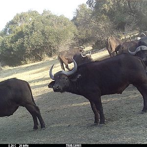 South Africa Trail Cam Pictures Cape Buffalo