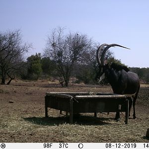 Sable Antelope Trail Cam Pictures South Africa