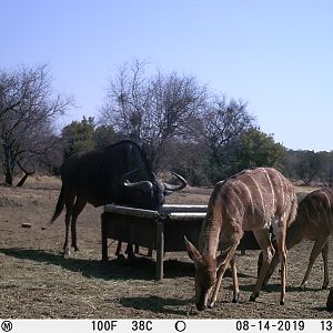 South Africa Trail Cam Pictures Blue Wildebeest & Nyala