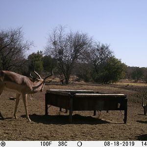 Trail Cam Pictures of Impala in South Africa