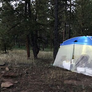 Utah USA Hunt Mule Deer