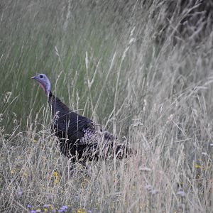 Wild Turkey Utah USA