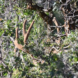 Deer in Utah USA