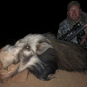 Hunting Bushpig in South Africa