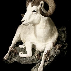 Dahl Sheep Full Mount Taxidermy