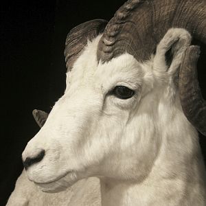 Dahl Sheep Full Mount Taxidermy