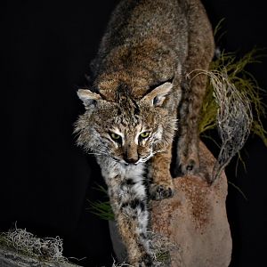 Bobcat on the prowl Full Mount Taxidermy