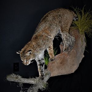 Bobcat on the prowl Full Mount Taxidermy