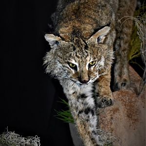 Bobcat on the prowl Full Mount Taxidermy