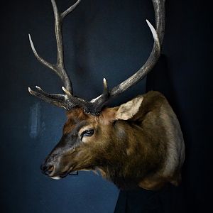 Colorado Elk Shoulder Mount Taxidermy