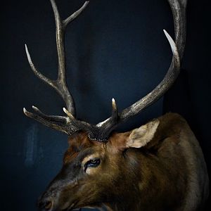 Colorado Elk Shoulder Mount Taxidermy
