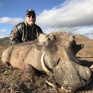 Warthog Hunting South Africa