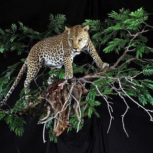 Leopard Full Mount Taxidermy