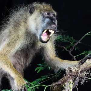 Baboon Full Mount Taxidermy Close Up