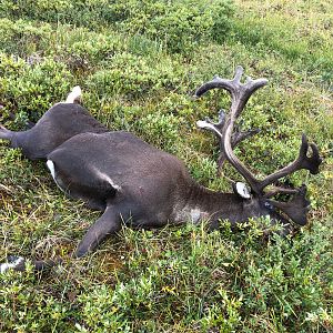 Caribou Hunt Alaska USA