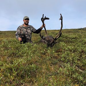 Alaska USA Hunting Caribou