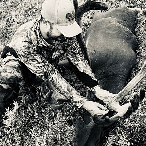 Hunt Caribou in Alaska USA