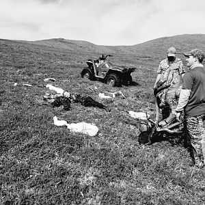 Hunting Caribou in Alaska USA