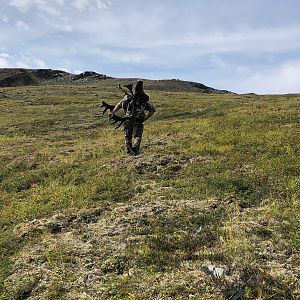 Caribou Hunt Alaska USA