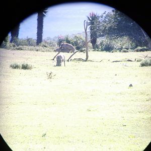 View of Warthog through Scope