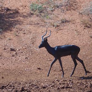 Black Impala in South Africa