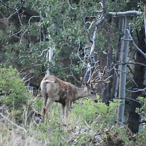 Mule Deer Utah USA