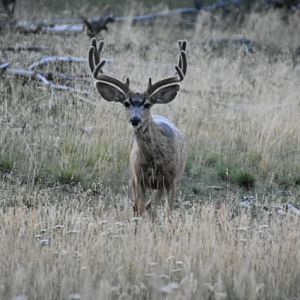 Mule Deer Utah USA
