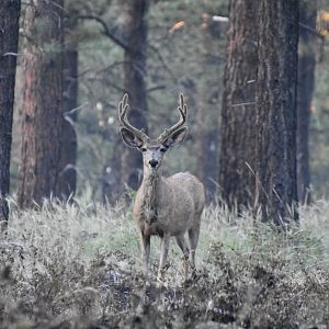 Mule Deer Utah USA