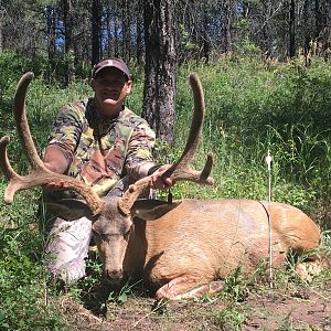 Mule Deer Hunt Utah USA
