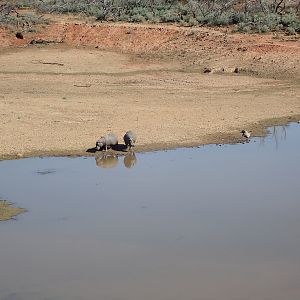 Hippos in South Africa