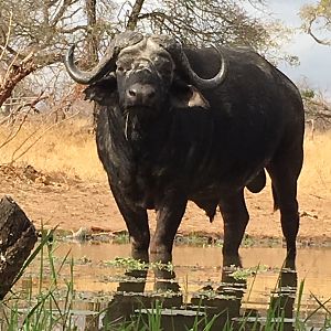 Cape Buffalo in South Africa