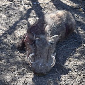 Warthog Hunt South Africa