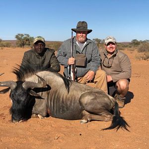 Namibia Hunting Blue Wildebeest