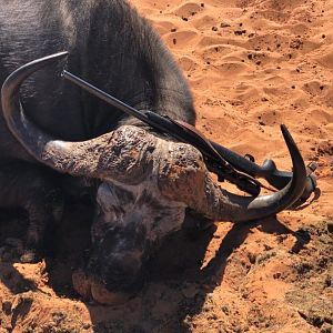 Hunting Buffalo in Namibia