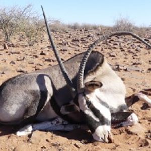 Oryx Namibia