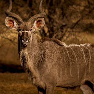 Kudu South Africa