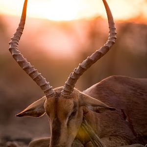 Bow Hunting Impala in South Africa