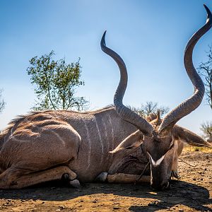 South Africa Bow Hunting Kudu