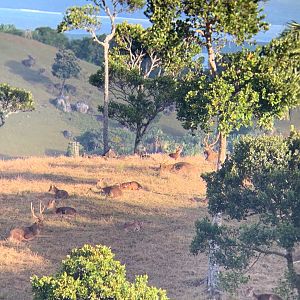 Rusa Deer in Mauritius