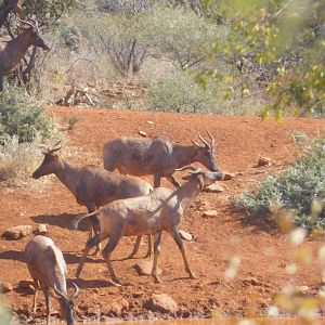 Herd of Tsessebe at the water