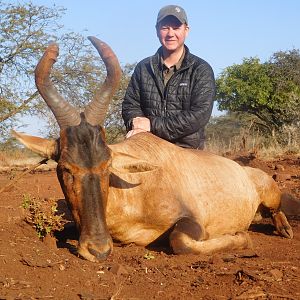 South Africa Hunting Red hartebeest