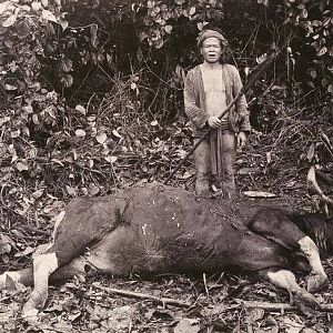 Hunting Banteng in Indonesia