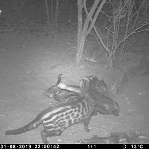 Civet Cat Trail Cam Pictures South Africa